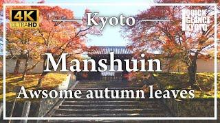 Vivid autumn leaves at a prestigious temple. Autumn is finally in full swing.