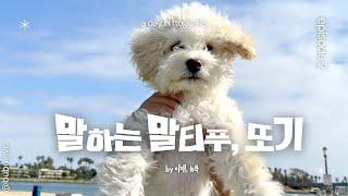 말하는 강아지 말티푸 천재견  또기, 50개넘는 장난감 외우는 강아지, maltipoo communicates with mommy