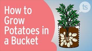 How to Grow Potatoes in a Bucket