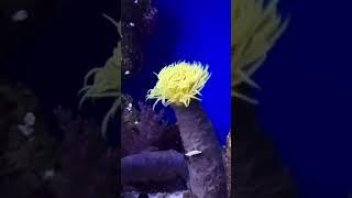 Yellow Tube Worm at AAC #aquarium #reeftank #reefaddict #likesharesubscribe #likesforlike