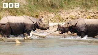 Uncovering the hidden world of rhino romance | Asia - BBC