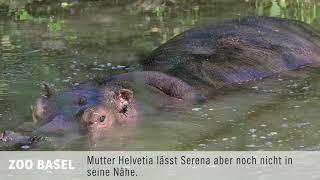 Flusspferdgeburt im Zoo Basel