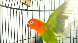 Pancingan lovebird PAUD NGETIK Cuit Cuit