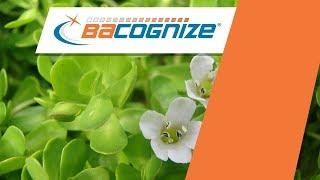 Verdure Sciences' Bacognize® Bacopa monnieri Overview