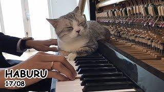 Brahms' Lullaby for Meow - Lunch Dream of Haburu