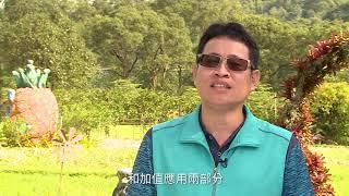 農業改革看台灣 循環農業應用—鳳梨栽培