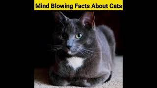 5 [UNKNOWN]  Facts About Cats || By Mr Facty #shorts #shortvideo