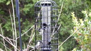 Black-capped Chickadees