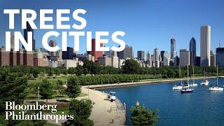 Why Tree Planting is Necessary for a Healthy Economy and Environment | Bloomberg Philanthropies
