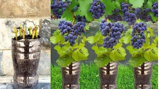 Successful Grafting Technique How to Grow Grapes in Water Bottles | Growing Grapes From Cuttings