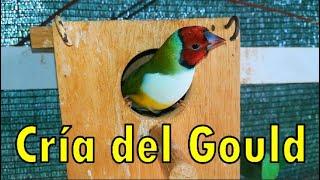 LA BELLEZA DE LA CRÍA DEL GOULD El pájaro más hermoso