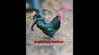 Ən çox yumurtlayan 7-toyuq cinsi