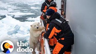 How AI Can Be Bad For Animals | The Dodo