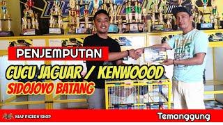 KUNCI SUKSES NEW KTM PERINTIS ‼️SIDO JOYO TEAM BOYONG CUCU JAGUAR | TEMANGGUNG