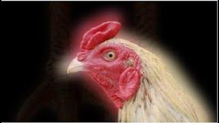 Mengenal Ciri Ayam yang Bagus ternyata dilihat dari Matanya