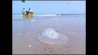 jelly fish in Gaddani