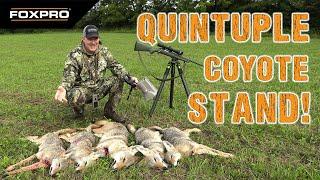 Quintuple! 5 Coyotes Down On One Stand