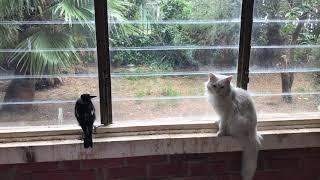 Magpie with the deaf cat are friends and hang out together