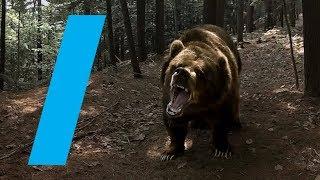 Wild With: Bears (360 Video)