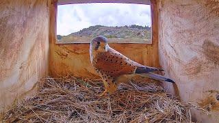 Inside a Kestrel Nest - 24/7 LIVE  by Morten Hilmer