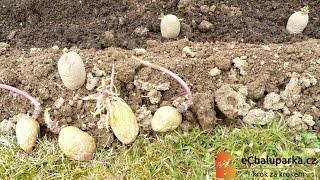 Jak pěstovat brambory. Solanum tuberosum