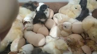 Цыплята в феврале#инкубацияяиц #фавероли#павловские#кукушки#