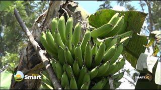 Earning millions from Over 300arces farm land - Matooke (Banana) farming - pt2