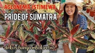 Aglonema Istimewa Pride Of Sumatra paling di minati hanya di kios bunga mbak retno