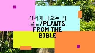 성서에 나오는 나무들(Plants from the Bible)/대구수목원 *cover guitar, Ccamang