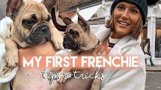 FRENCH BULLDOG - FRENCHIE PUPPY UPDATE, THINGS TO KNOW & TRAINING | Blaise Dyer