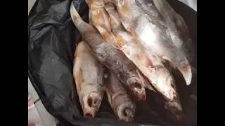 Рыба вобла Астрахань вяленая