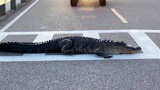 Lazy Gator Takes a Break in the Crosswalk