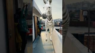 Big Zebra  Vs Small Zebra 