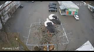 Bukowsko/PL        Construction of the stork nest is progressing.
