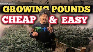HOW I GROW POUNDS OF WEED FAST & EASY step by step grow guide with VIPAR SPECTRA KS5000