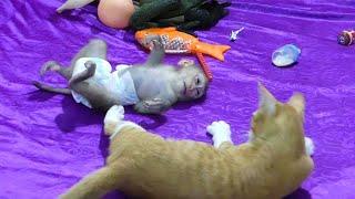 Monkey Donal Very Happy To Play With Kitten Cat On Mattress