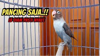 Suara Burung Lovebird NGEKEK PANJANG Ini TERBAIK MERANGSANG Labet NGEKEK, SEKALI PANCING PASTI NYAUT