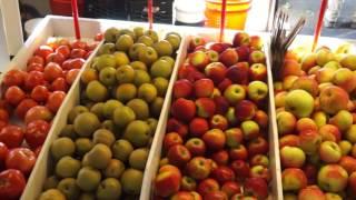 Terhune Orchards, Princeton, NJ - Apple Harvest