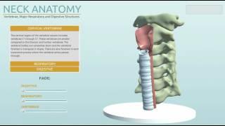 Neck Anatomy Prototype