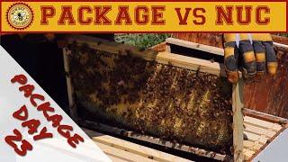 Nuc vs Package Bees Comparison:Day 23 Package Inspection