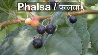 Grow Phalsa Plant From Seeds | Right Time | Fruit Tree