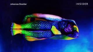 These amazing animals are really people covered in body paint