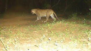 चित्रकूट टाईगर रिजर्व //Chitrakoot tiger reserve//Ranipur tiger reserve chitrakoot