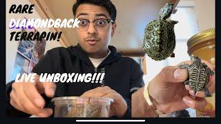 Rare Blue Diamondback Terrapin Turtle Live Unboxing