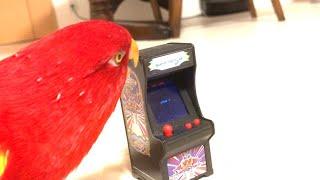 Red birbGalaga