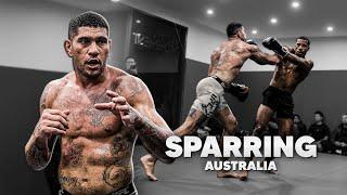 Alex Pereira's FULL SPARRING Session in Australia - 12 days until UFC 303