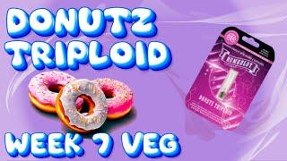 HOW TO GROW DONUTZ TRIPLOID WEEK 7 VEG