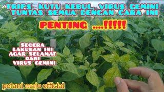 cabai terserang virus gemini dan keriting daun,  begini cara pemulihannya