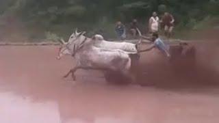 Ox race in jamola Rajouri master Aslam narma