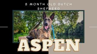 8 Month Old Dutch Shepherd Aspen | Best Philly Dog Trainers | Off Leash K9 Training Philadelphia